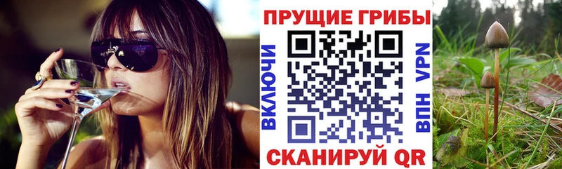 Псилоцибиновые грибы Psilocybe  дарнет шоп  Судогда 