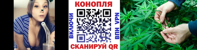 Конопля сатива  Судогда 